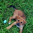 광명패션문화의 거리 | 광명 반려문화축제 생생 후기! 반려견과 함께한 즐거운 하루