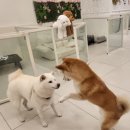 쿠이다르 이미지