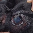 윤성진 안과/외과 동물병원 이미지