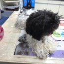 불광동물병원 | 강아지 고추 부음 &amp; 자꾸 핥는 증상? 말티푸 티코의 포피염 진료 후기