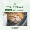 장산동물병원 | 장산역동물병원 2살 엑조틱 고양이의 중성화 수술 사례