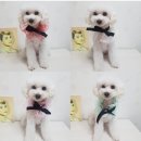 오렌지펫살롱 Daum카페