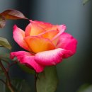 소설로 배우는 영어 이미지