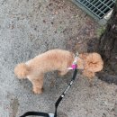 우진사 | 강아지 하네스, 지금 사용하는 그 제품 강아지들이 진짜 편안해할까?