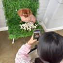 야옹아 멍멍해봐 미용실 이미지