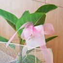 오케이 지압 안마원 | 당산역 영등포마사지 네츄럴타이스파에서 커플마사지 후기★ (a.k.a 타이마사지)