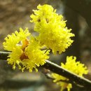 청량산의 봄 이미지