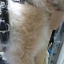 나눔 양한방 동물병원 이미지