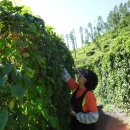 거창오미자영농조합법인 이미지