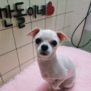 깐돌이네 애견샵 이미지