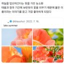 닷트케이크 | 6월 ✦ 능소화의 계절