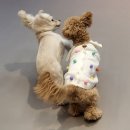 놀러왔댕 이미지