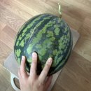 오월농장 | 고창 오월애 수박 스토어팜 내돈내산 찐후기 인생 최고로 달달한 황토 꿀수박 발견