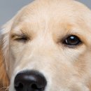 일산 클래식 동물병원 이미지