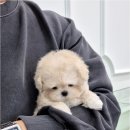 천안강아지분양 우리집퍼피 천안아산본점 (하이도그) 이미지