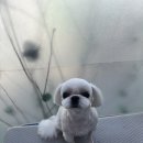 이다애견미용실 이미지