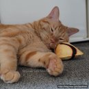 다루동물병원 이미지