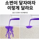 묘묘 | 가성비카사바 고양이모래 묘묘카사바 사용 후기! 먼지 적고 기호성까지 만족