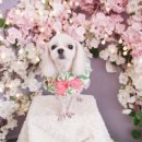 그루밍샵 0105 이미지