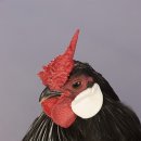 스텐다드컴
