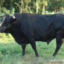 토종축산2 이미지