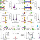 RNA-펩티드 세계의 생물학적으로 그럴듯한 시나리오 이미지