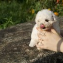 김해 강아지분양 고양이분양 도그하우스 대성점 이미지