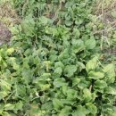 우승농장 이미지