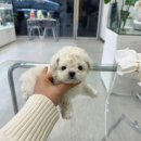 데일리독 이미지