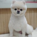 뷰티펫하우스 이미지