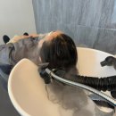 [신촌역 미용실] 데이즈안 신촌점 주은 디자이너 굵은히피펌 후기