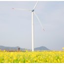 염산면사무소 내 | 전남 여행 영광 풍력발전소 유채꽃 피었어요