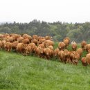 초지로2 이미지