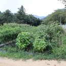 불정자연휴양림황토펜션 이미지