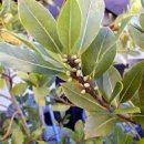 로렐(Laurel) 이미지