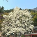 부산 남구 목련 명소 아름다운 목련! “성암사”