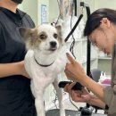 부산애견미용 이미지