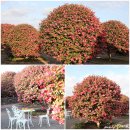 삼달리-15 | 제주 동백꽃 명소 제주도 관광지 삼달리꽃밭에서 힐링여행