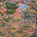 서귀포자연휴양림1 이미지