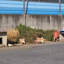 시골해장국 | [천안 맛집] 순한맛부터 얼큰한맛까지! &#39;쌍용동 시골집&#39; 뼈해장국 솔직 후기