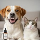 (주)우리덴탈 | 덴탈오일, 반려동물 구강 건강을 위한 3가지 안전 수칙!
