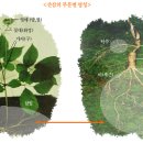 중국희귀약초,산삼 효능,야생삼 효능,﻿산삼복용법,당뇨병 이미지