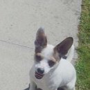 이웃집 댕댕이 이미지