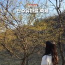 산수유 둘레길 | 이천 산수유마을 2026 산수유축제 둘레길 실시간 개화상황