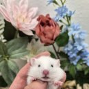 패러그린샵 명지점 이미지