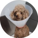 24시 강서 젠틀리동물의료센터 이미지