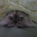 라라그루밍 이미지