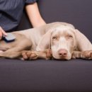 이쁜강아지 이미지