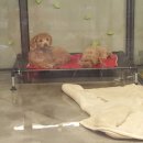 펫 애견샵 이미지