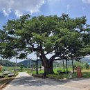 영풍 태장리 느티나무 이미지